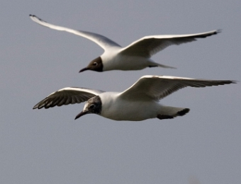 mouettes rieuses en vol 1